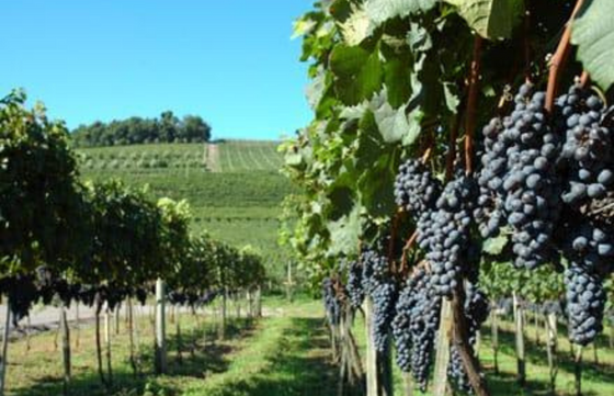 Passeio no Vale dos Vinhedos a bordo de ônibus temático, com vinho e suco inclusos. Roteiro completo com almoço, degustação de vinhos em vinícolas, taça personalizada de brinde e muito mais!