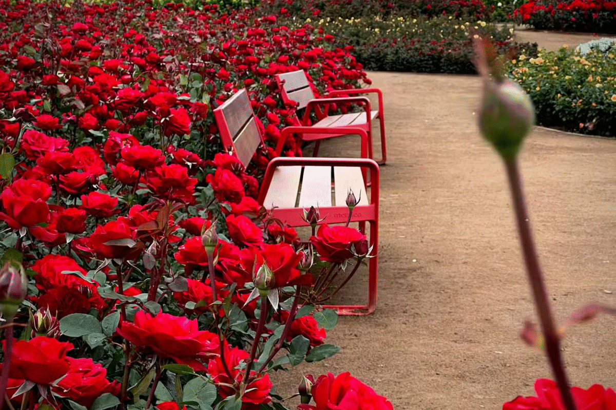 São Francisco de Paula: Um Dia Entre Flores e Encantos!