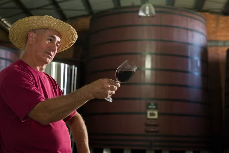 Vale dos Vinhedos: Vinhos, Histórias & Degustações Inesquecíveis!