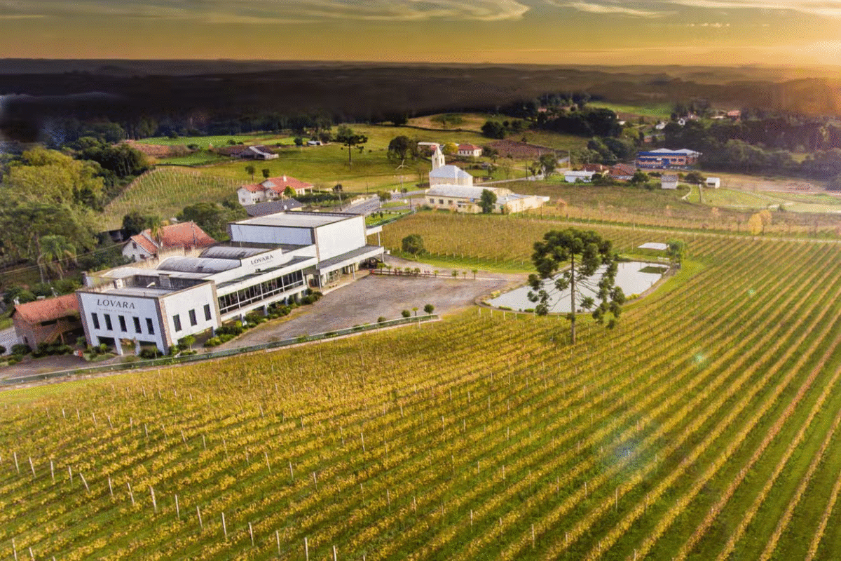 Vale dos Vinhedos: Vinhos, Histórias & Degustações Inesquecíveis!