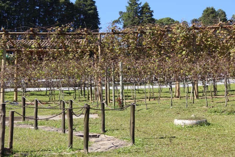Explore as Vinícolas e Descubra os Sabores de São Roque: Excursão com Degustação e Compras!