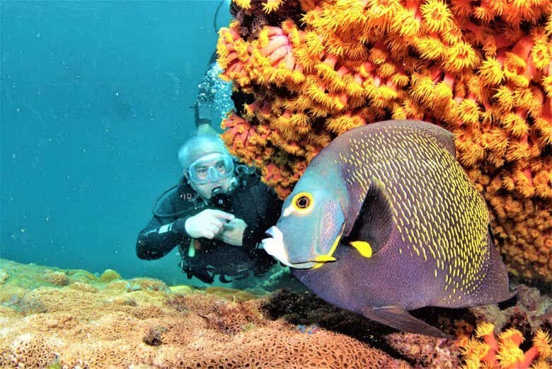 Explore o Fundo do Mar: Mergulho Incrível em Arraial do Cabo!