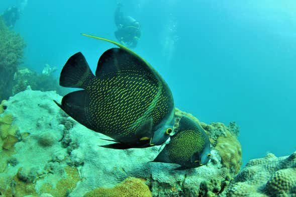 Explore o Fundo do Mar: Mergulho Incrível em Arraial do Cabo!