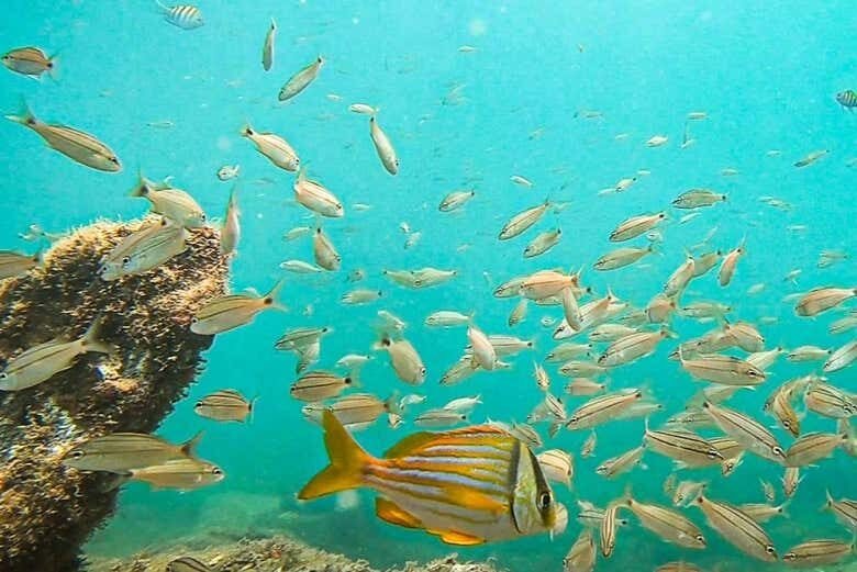Batismo de Mergulho em Ilhabela: Explore o Fascinante Mundo Subaquático!