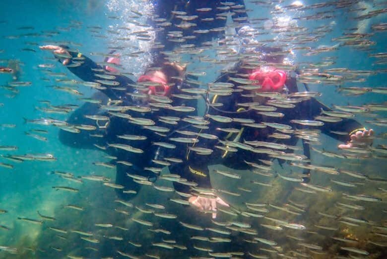 Batismo de Mergulho em Ilhabela: Explore o Fascinante Mundo Subaquático!