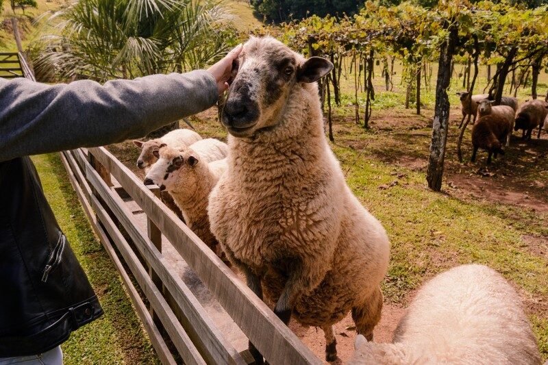Um passeio entre vinhos, histórias e comida típica!