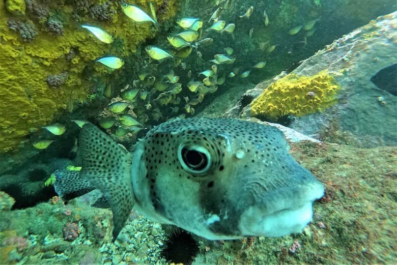 Explore o Fundo do Mar: Mergulho Incrível em Arraial do Cabo!