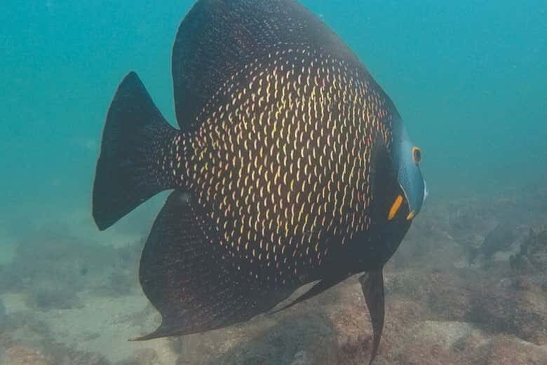 Descubra a Vida Marinha com Snorkel em Ilhabela: Aventura para Toda a Família!