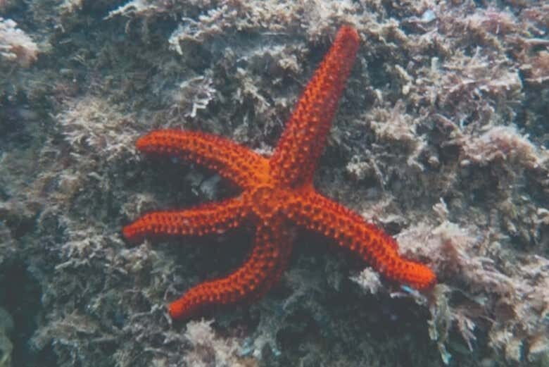 Descubra a Vida Marinha com Snorkel em Ilhabela: Aventura para Toda a Família!