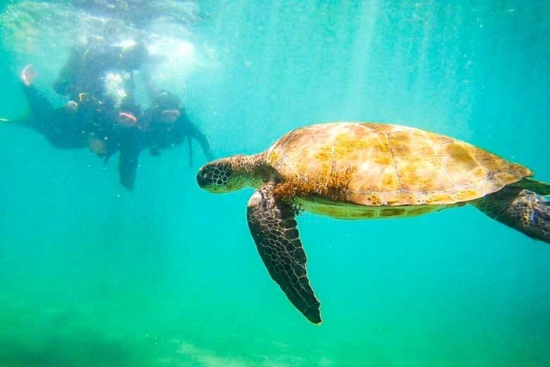 Batismo de Mergulho em Ilhabela: Explore o Fascinante Mundo Subaquático!