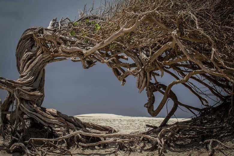 Rota Leste Encantada: Árvore da Preguiça + Lagoa do Paraíso em Jeri!