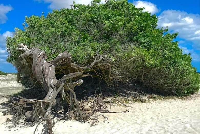 Aventura 4x4 em Jericoacoara: Litoral Leste ou Oeste — Você Escolhe!