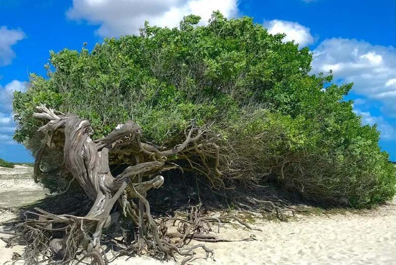 Aventura em Barrinha & Litoral Leste de Jeri: Dunas, Lagoas e Pôr do Sol Incrível!