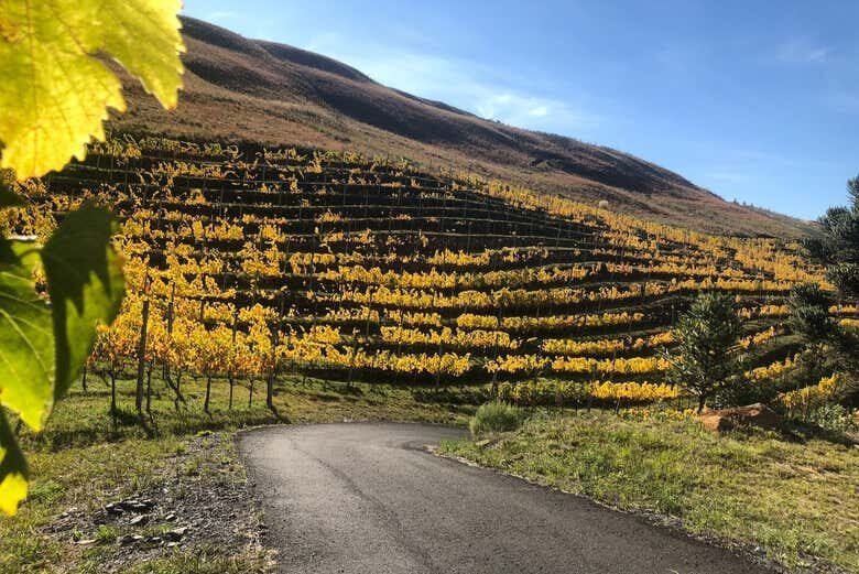 Pedalando Entre Vinhedos: Tour de Bicicleta na Villaggio Bassetti com Degustação