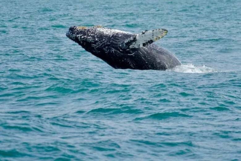 Avistamento de Baleias-Jubarte em Porto Seguro a Bordo de Escuna!