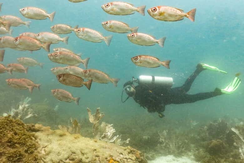 Batismo de Mergulho em Arraial do Cabo: Aventuras Submersas Incríveis!