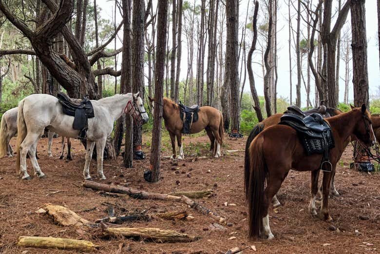 Passeio a Cavalo na Barra da Lagoa – Entre Praia e Reserva Natural!
