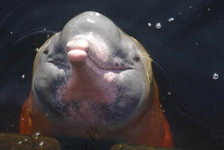 Aventura no Amazonas: Tour Inesquecível pelo Rio Negro com Tribos e Botos-Cor-de-Rosa!