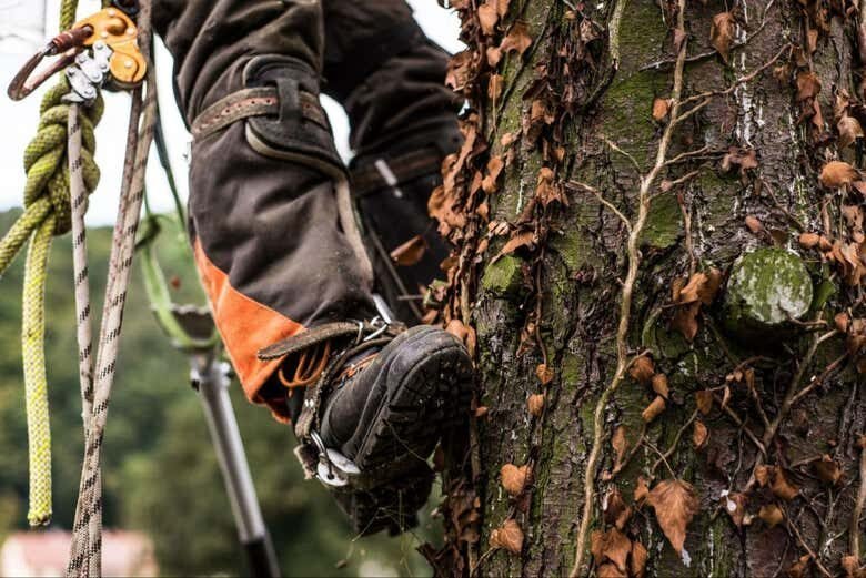 Aventura na Floresta Amazônica: Emoção e Natureza!