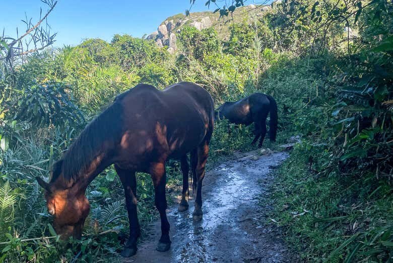 Trilha do Gravatá: Praia Escondida e Natureza Selvagem em Floripa!