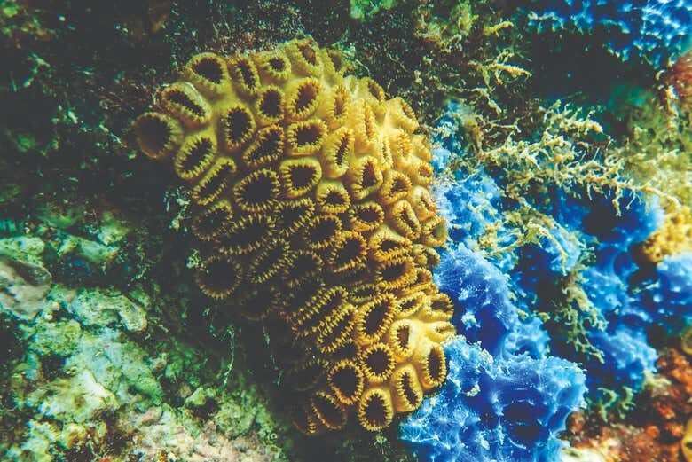 Exploração Subaquática: Mergulho nos Barcos Naufragados em Ilhabela!