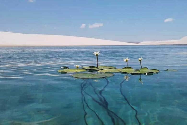 Exploração Fascinante: Caminhada nas Dunas e Descanso na Lagoa Azul nos Lençóis Maranhenses!
