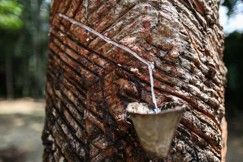 Descubra a História da Borracha em um Fascinante Tour pelo Museu do Seringal!