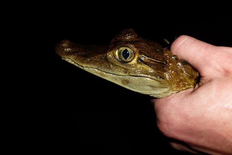 Avistamento Noturno de Jacarés no Rio Negro: Explore a Amazônia à Noite!
