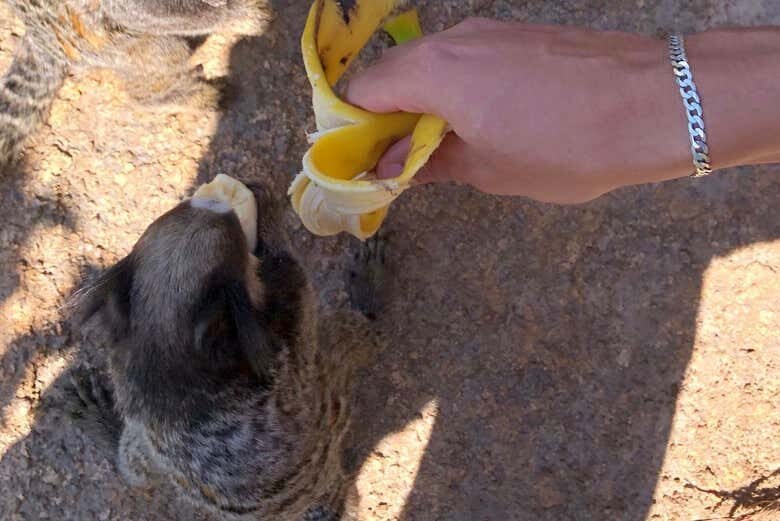 Trilha do Gravatá: Praia Escondida e Natureza Selvagem em Floripa!
