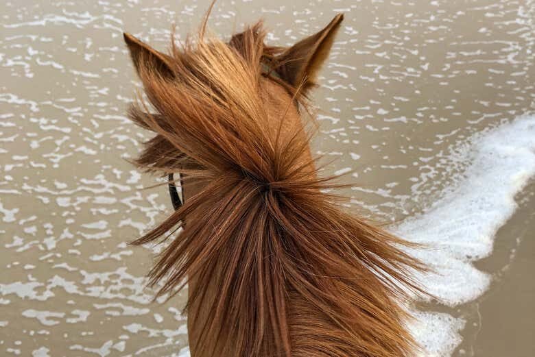 Passeio a Cavalo na Barra da Lagoa – Entre Praia e Reserva Natural!