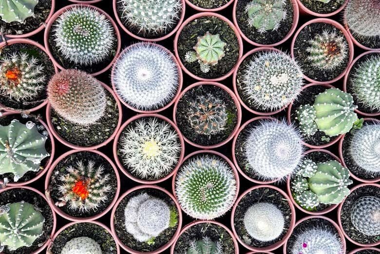 Tour por Holambra com Oficina de Pintura de Tamancos!