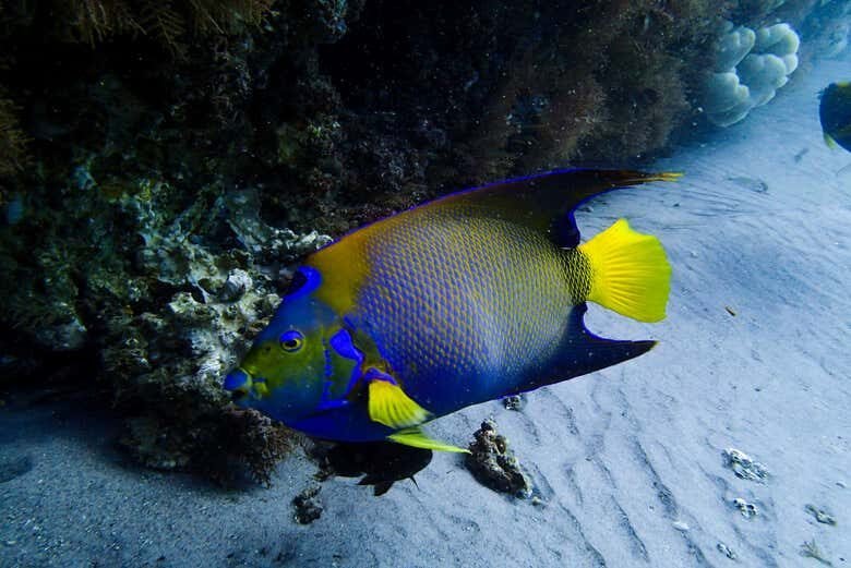Mergulho de Batismo em Porto da Barra!