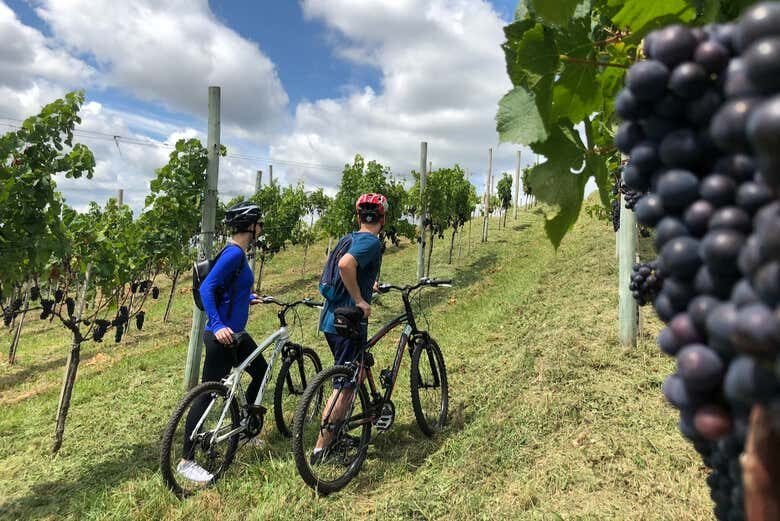 Pedalando Entre Vinhedos: Tour de Bicicleta na Villaggio Bassetti com Degustação