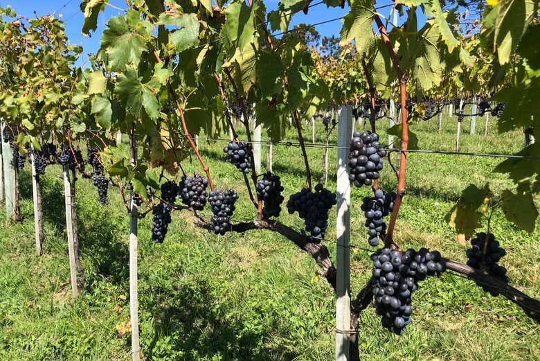 Pedalando Entre Vinhedos: Tour de Bicicleta na Villaggio Bassetti com Degustação