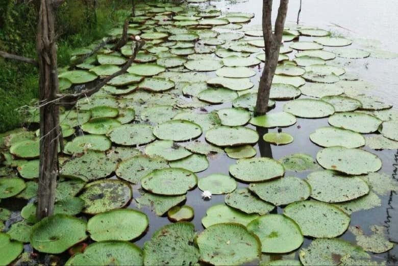 Excursão ao Encontro das Águas e Tribo Indígena!