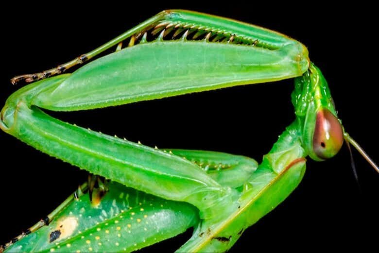 Avistamento Noturno de Jacarés no Rio Negro: Explore a Amazônia à Noite!