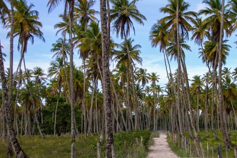 Excursão à Praia de Garapuá: Mergulhe nas Piscinas Naturais e Explore um Paraíso Tropical!