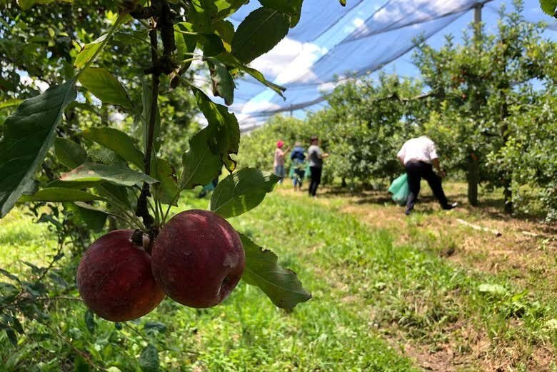 Tour pela Rota da Maçã em São Joaquim!