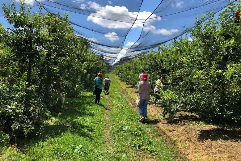 Tour pela Rota da Maçã em São Joaquim!