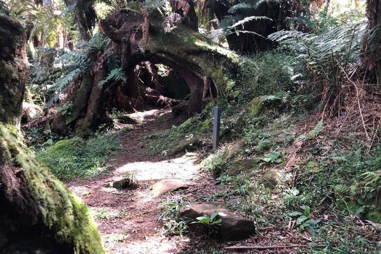 Trilha dos Xaxins em São Joaquim: Natureza e Cachoeiras da Serra Catarinense!