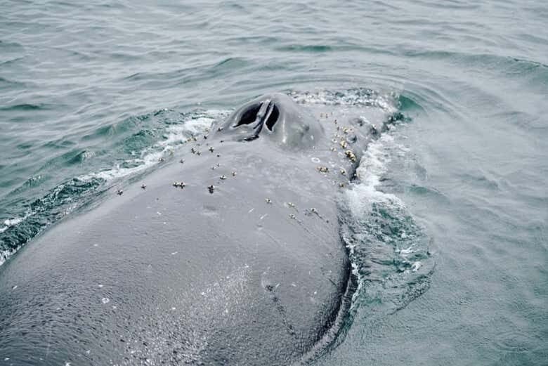 Avistamento de Baleias-Jubarte em Porto Seguro a Bordo de Escuna!