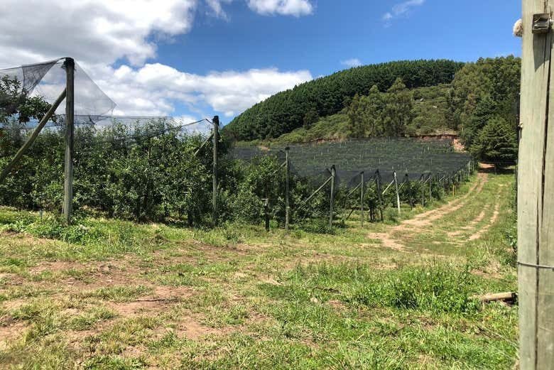 Tour pela Rota da Maçã em São Joaquim!