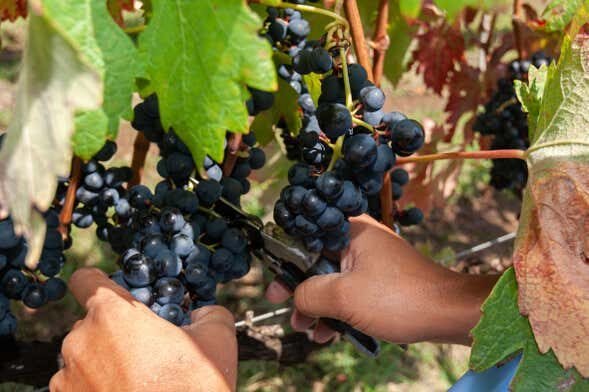 Pedalando Entre Vinhedos: Tour de Bicicleta na Villaggio Bassetti com Degustação