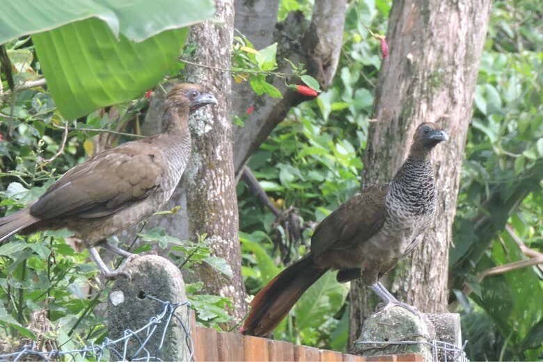 Trilha e Barco na Costa da Lagoa: Natureza e Cultura em Florianópolis!