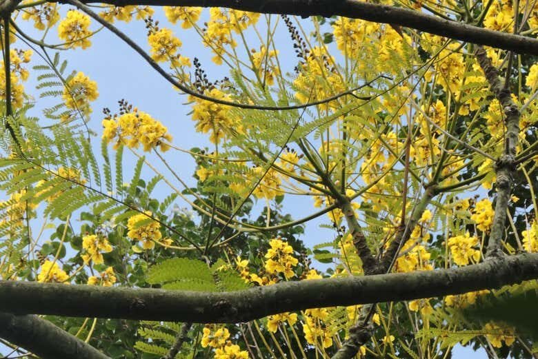Trilha e Barco na Costa da Lagoa: Natureza e Cultura em Florianópolis!