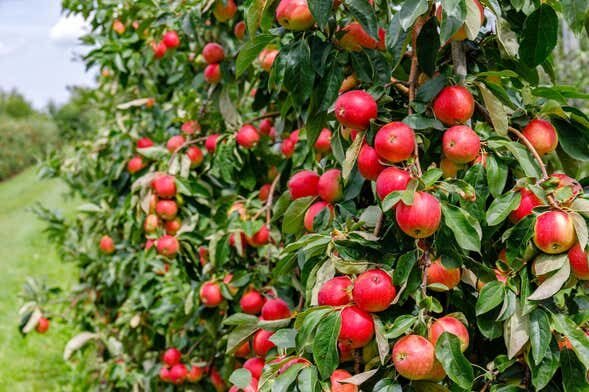 Tour pela Rota da Maçã em São Joaquim!