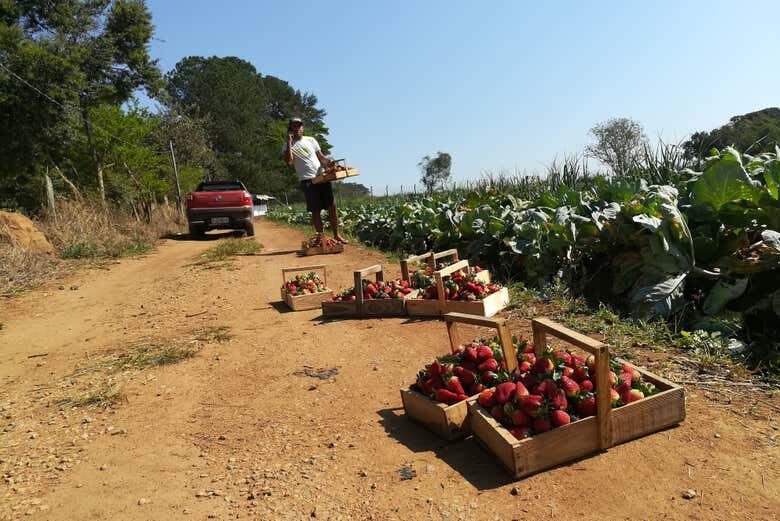 Tour do Morango em Atibaia: Colha e Deguste!