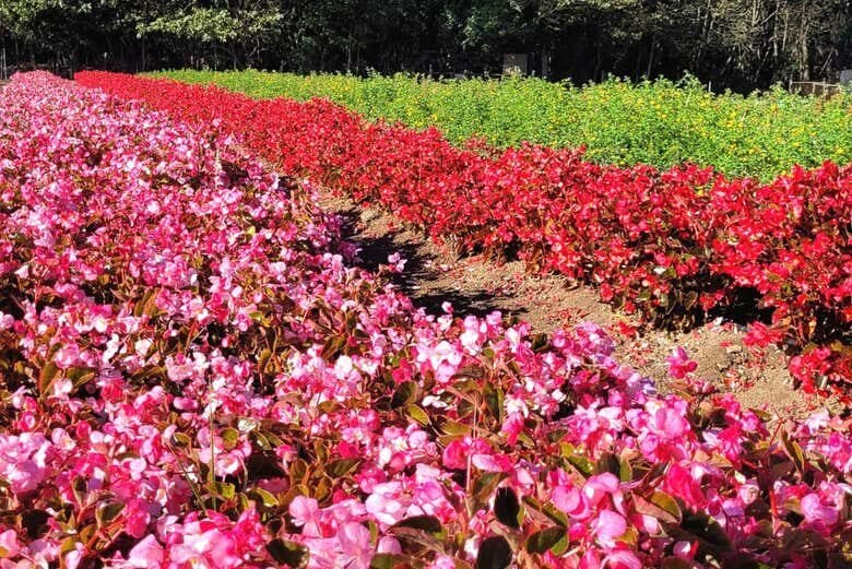Exploração Privada de Holambra: Descubra a Cidade das Flores com Exclusividade!
