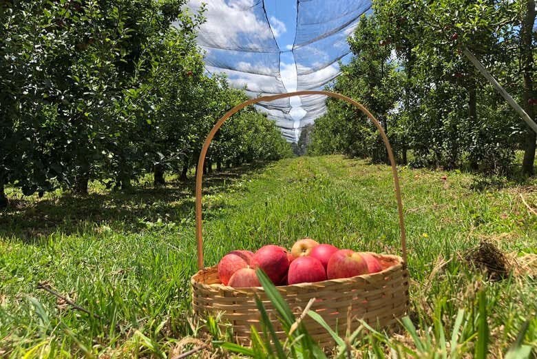 Tour pela Rota da Maçã em São Joaquim!