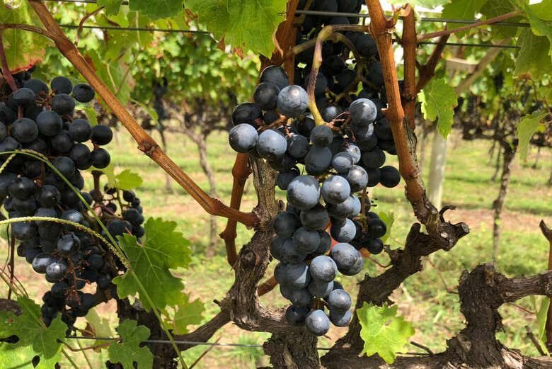 Tour do Vinho em São Joaquim: Degustação, Almoço Harmonizado e Vinícolas de Altitude!